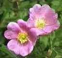 rosa woodsii western wild rose seed 