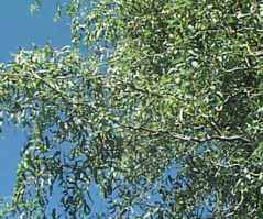 salix matsudana tortuosa corkscrew willow tree