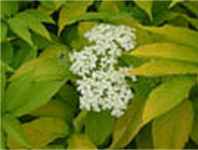 sambucus canadensis aurea goldleaf edler