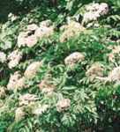 sambucus canadensis american elderberry shrub seed plant