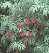 sambucus racemosa European red elderberry shrub seed