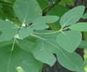 sassafras albidium tree 