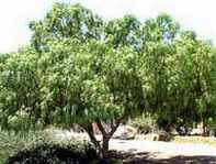 schinus molle california pepper tree seed 