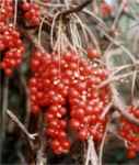 schisandra chinensis magnolia vine seed plant