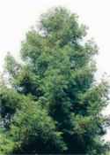 sequoia sempervirens coastal redwood tree seed