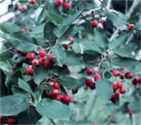 serviceberry amelanchier alnifolia seeds seedling tree