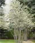 shadblow serviceberry amelanchier canadensis seeds seedling tree
