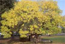 sophora joaponica japanese pagoda tree seed