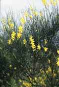 sparteum junceum spanish broom shrub seed