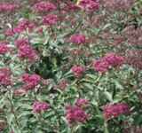 spiraea anthony waterer shrub plant