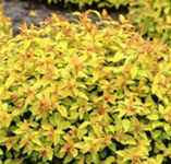 spiraea x bumalda goldflame shrub plant
