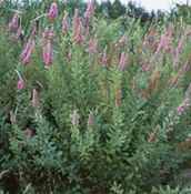 spirea douglasii hack brush seed