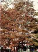 stewartia monadelpha orangebark stewartia seed tree