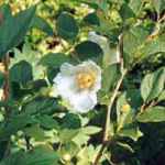 stewartia ovata round leaf stewartia seed tree