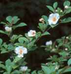 stewartia pseudocamellia bloom seed tree