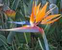 strelitzia reginae bird of paradise seed