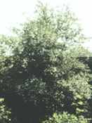 styrax japonica japanese styrax seed shrub