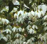 sytyrax japonica bloom japanese snowbell seed