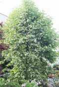 styrax obassia fragrant snowbell seed shrub