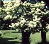 syringa amurensis lilac shrub seed 