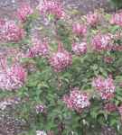 syringa microphylla little leaf lilac shrub seed