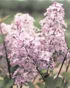 syringa oblata chinese lilac early shrub seed