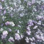 syringa persica persian lilac seed plant