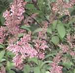 syringa villosa shrub seed