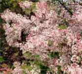 syringa wolfii wolf lilac shrub seed