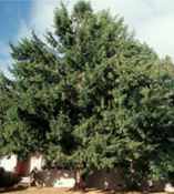 taxus baccata english yew seed plant