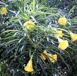 thevetia nereifolia yellow oleander seed