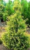 thuja occidentalis elegantissima arborvitae plant tree