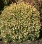 thuja occidentalis golden globe arborvitae plant