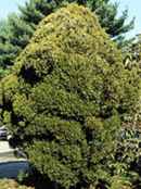 thuja orientalis chinese arborvitae seed plant