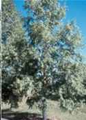 tilia mandshurica manchurian linden seed tree