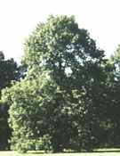 tilia platyphyllos bigleaf Linden tree seed