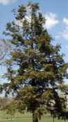 tsuga canadensis canadian hemlock seed tree