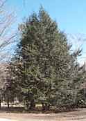 tsuga caroliniana carolina hemlock seed tree