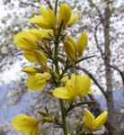 ulex eruopaeus gorse common seed