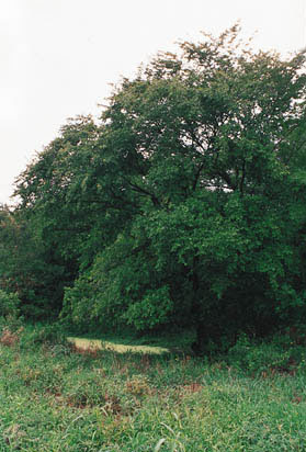 ulmus americana american elm seed tree