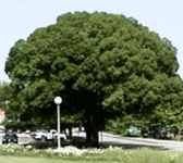 ulmus parvifolia athena elm tree