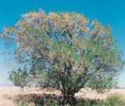 ulmus pumila siberian elm seed tree