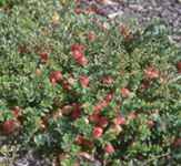 vaccinium macrocarpon american cranberry seed