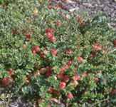 vaccinium macrocarpon american cranberry seed