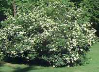 viburnum dentatum arrowwood seed