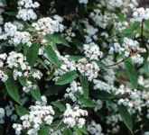 viburnum ichangense ichang seed