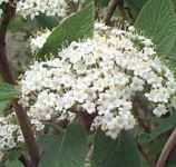 viburnum lantana wayfaring tree seed