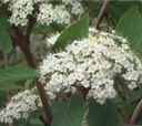 viburnum lantana mohican plant shrub