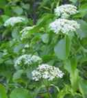 viburnum lentago seed shrub