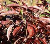 viburnum nudum  winterthur plant